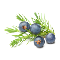 Juniperus communis